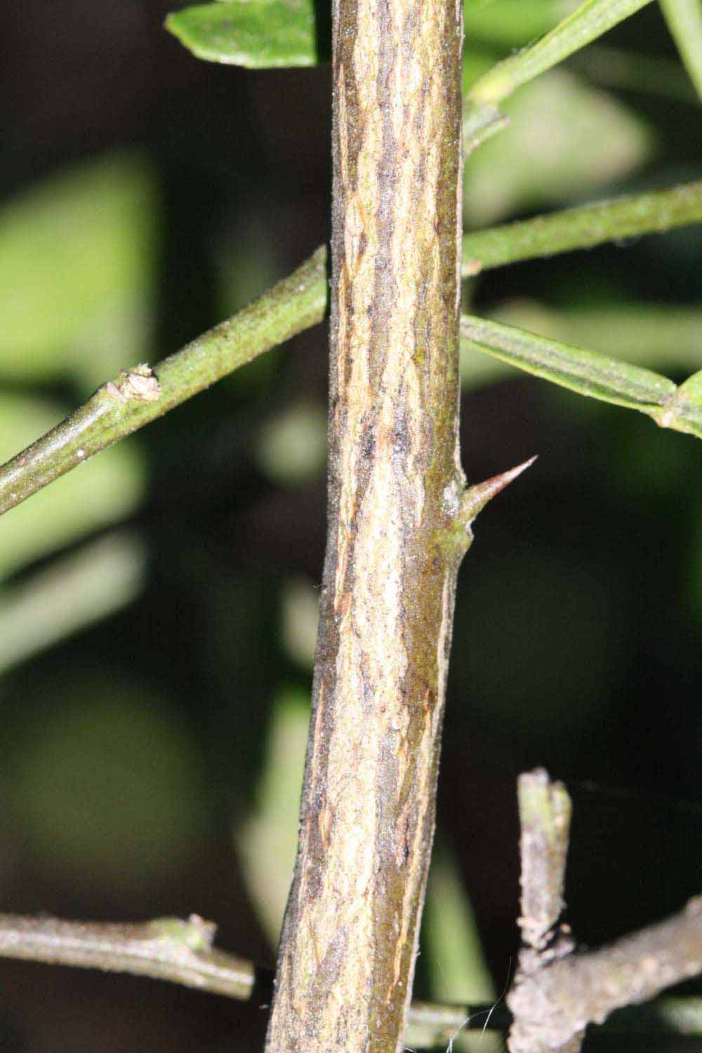                Second - third year twig (Riverside,   CA)       